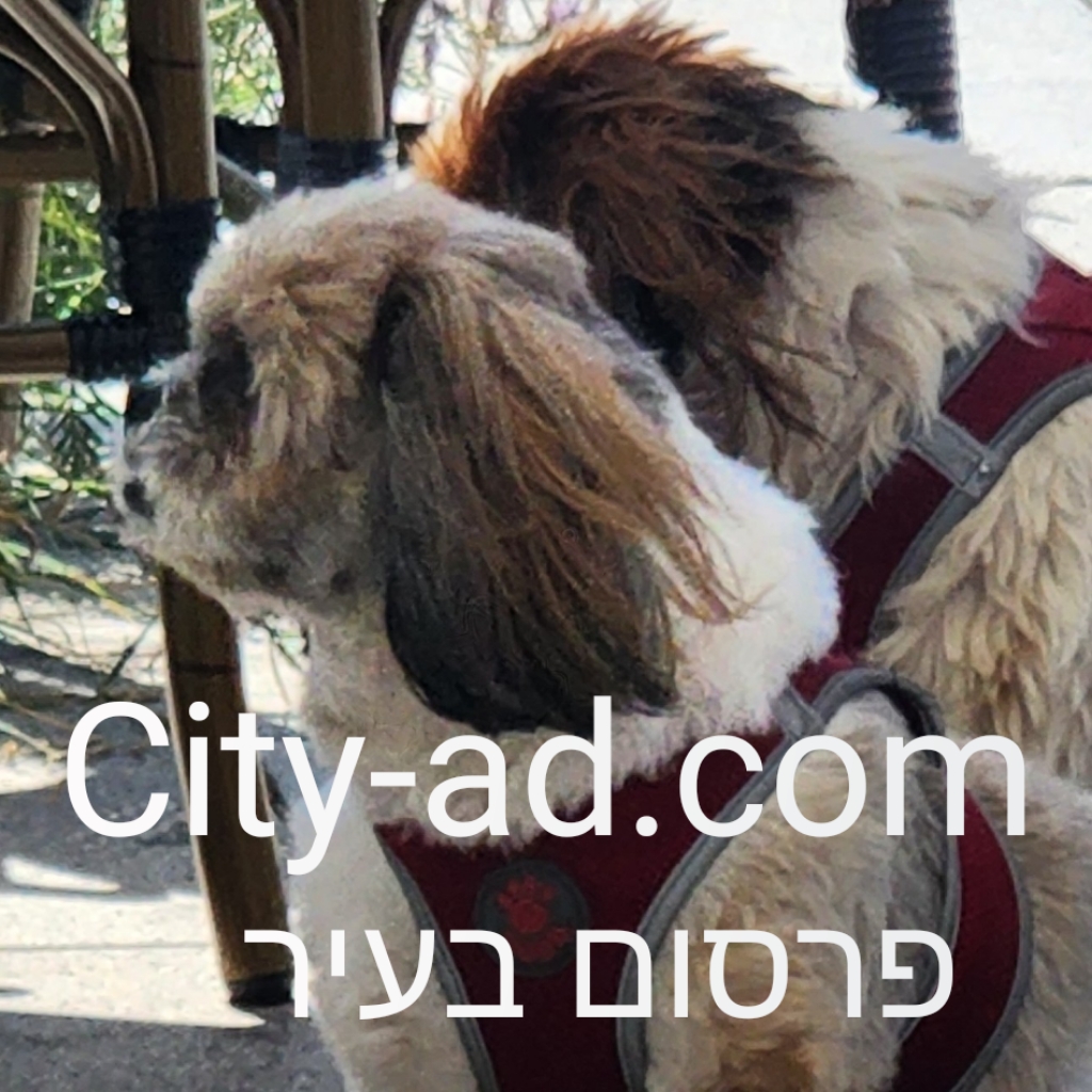 פרסום בעיר