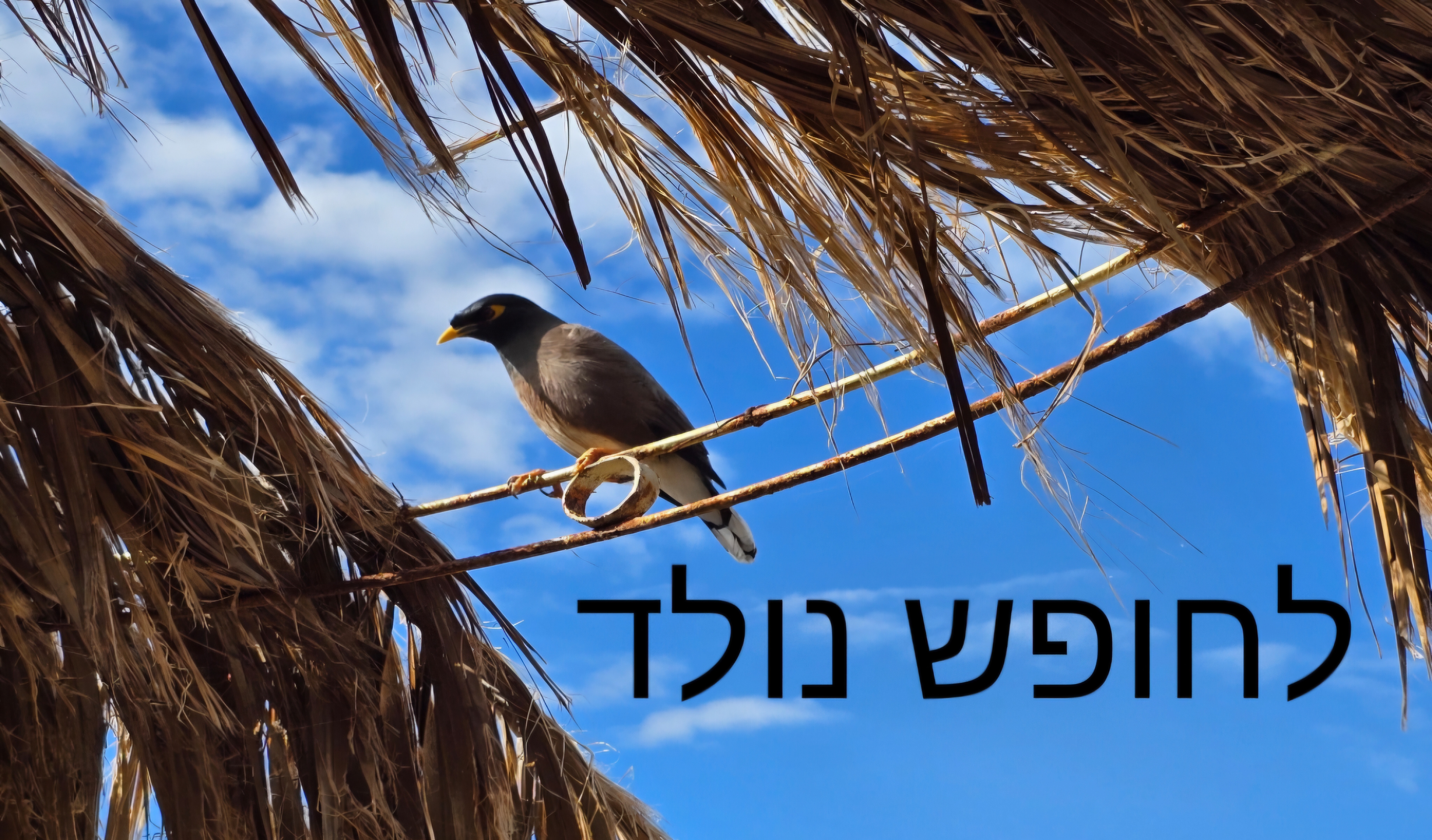 לחופש נולד - הגיע הרגע לוועדת חקירה ממלכתית